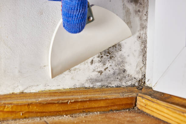 Best Post-Construction Mold Inspection  in Gonzales, CA